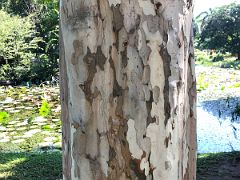 10B Brazilian Iron Wood tree close up shows the white and chocolate flaking bark Chinese Garden Royal Botanical Hope Gardens Kingston Jamaica
